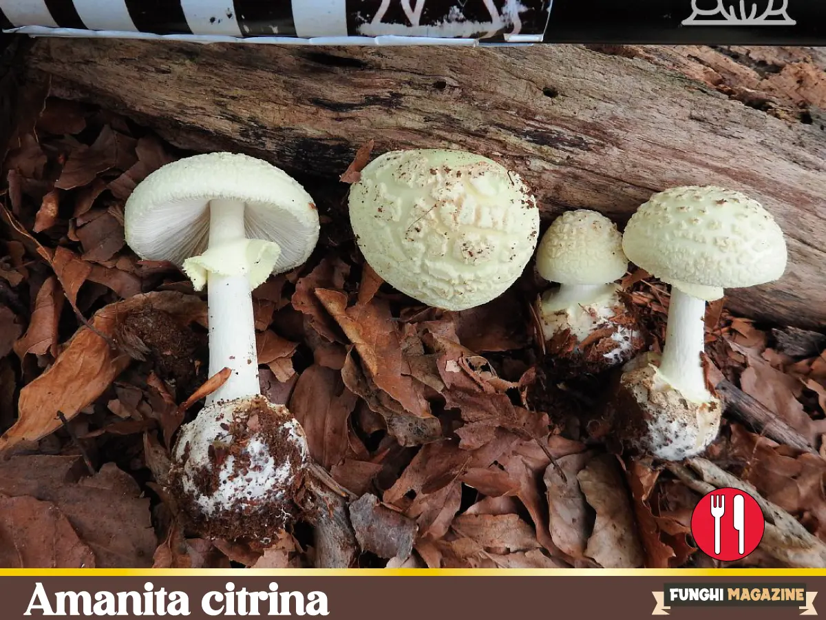 Amanita citrina