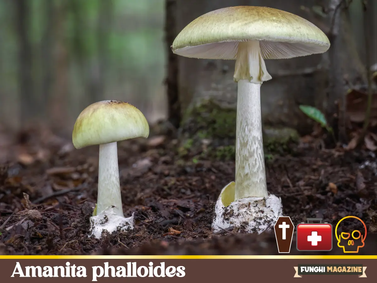 Amanita phalloides