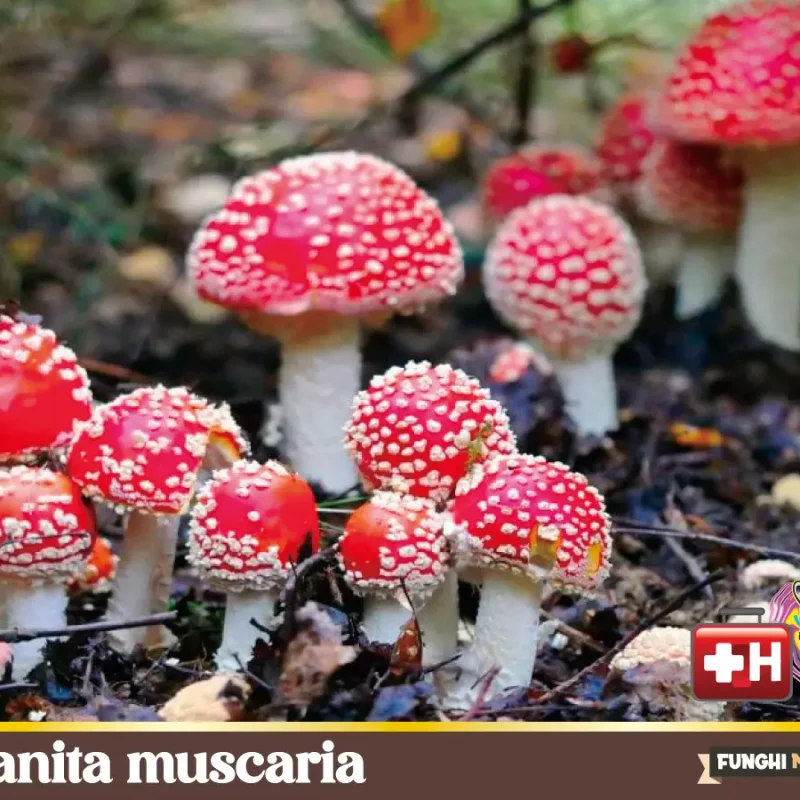 Amanita muscaria – Ovolo malefico