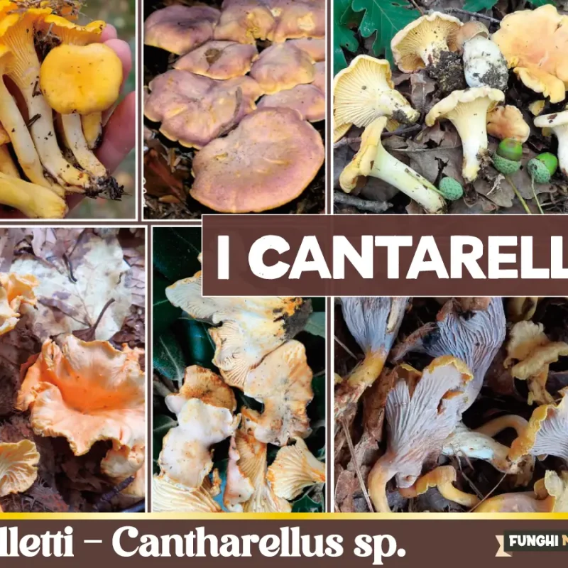 Cantharellus Genere varietà di Galletti