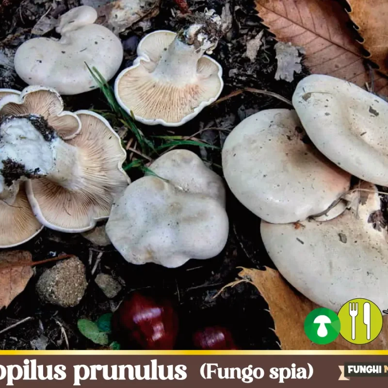 Clitopilus prunulus – Fungo spia