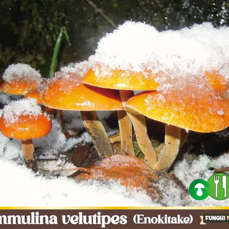 Flammulina velutipes – Fungo dell’Olmo