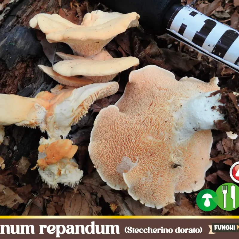 Hydnum repandum – Steccherino dorato – Funghi Commestibili