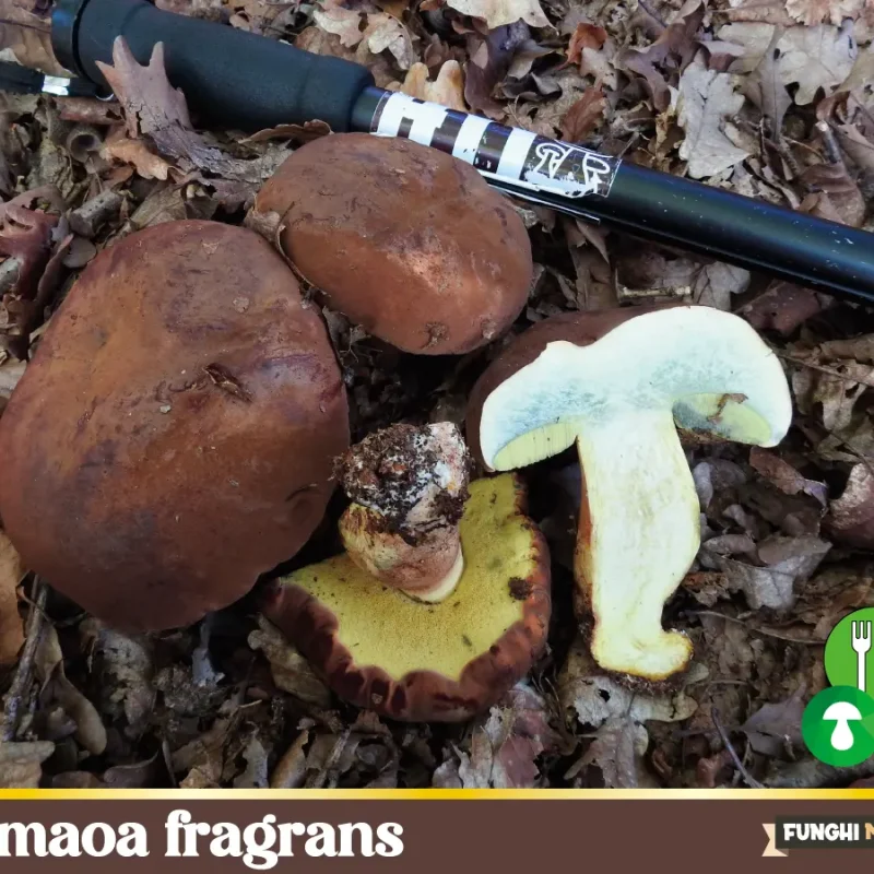 Lanmaoa fragrans – Boletus fragrans – funghi commestibili