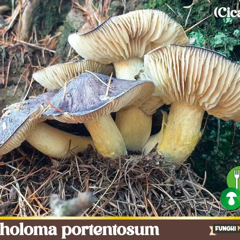 Tricholoma portentosum – Cicalotto – funghi commestibili