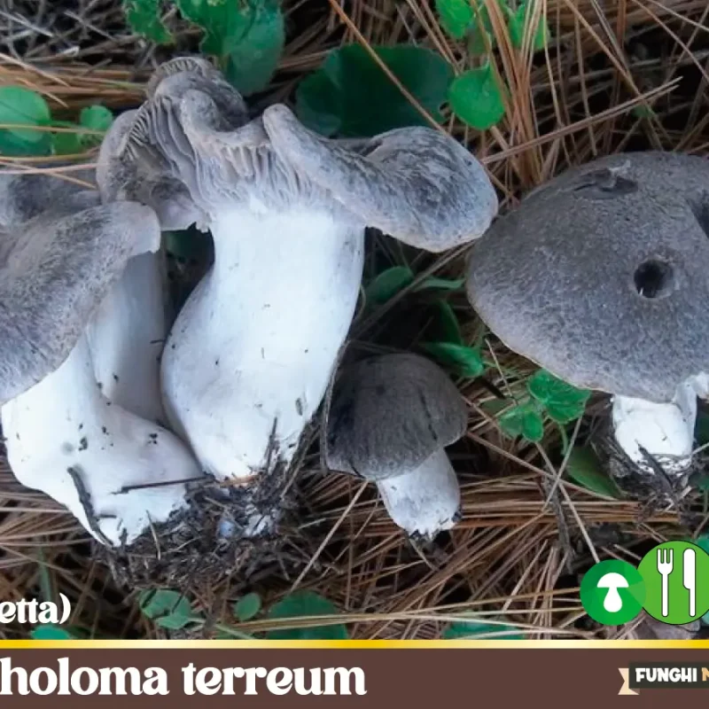 Tricholoma terreum o Moretta – Funghi Commestibili