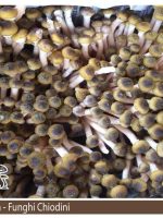 Armillaria mellea fungo chiodino