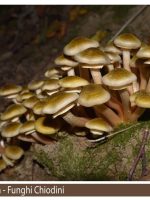 Armillaria mellea