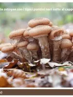 Armillaria ostoyae fungo chiodino