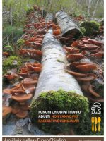 Armillaria mellea fungo chiodino