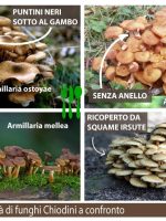 funghi Chiodini a confronto