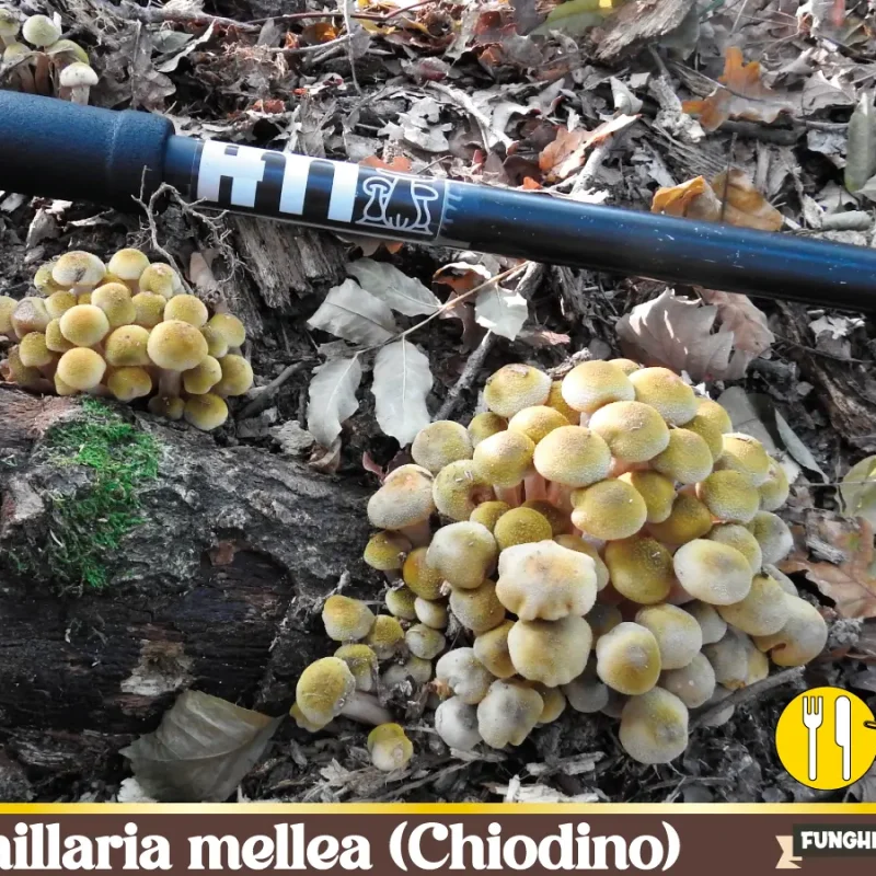Armillaria mellea – il fungo Chiodino