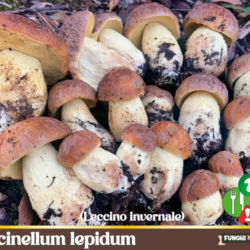 Leccinellum lepidum il Leccino invernale