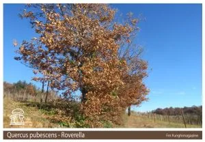 Quercus pubescens Roverella