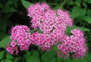 Spirea japonica
