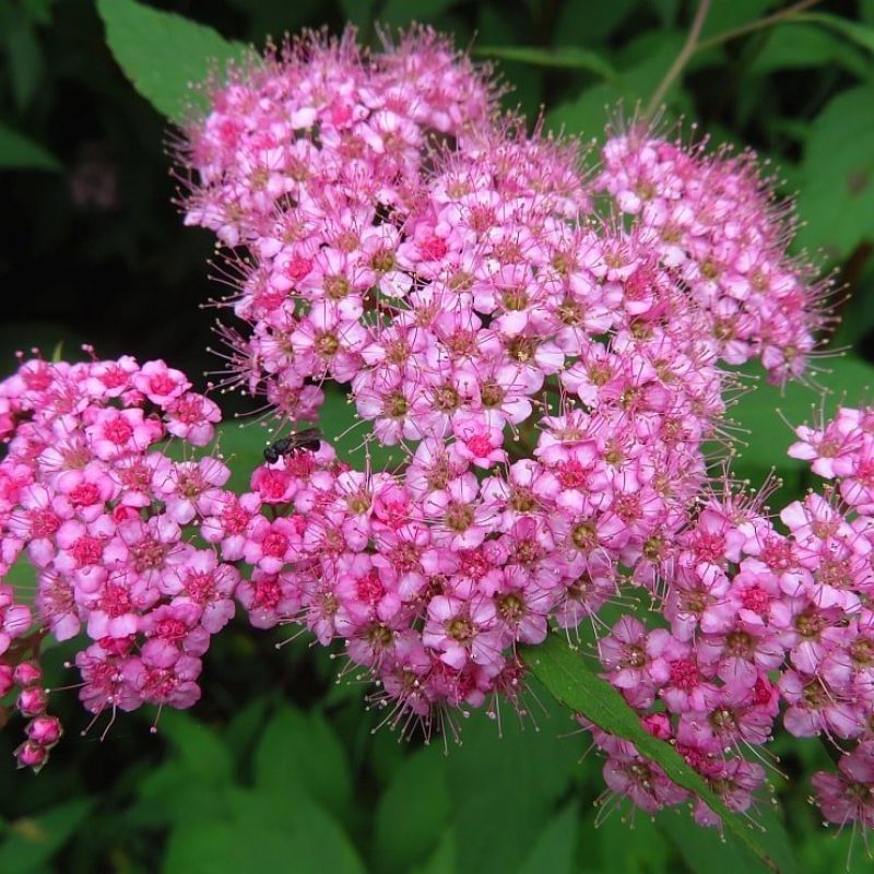 Spirea japonica l’arbusto infestante che scaccia i funghi