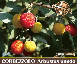 Il Corbezzolo-copertina-2026