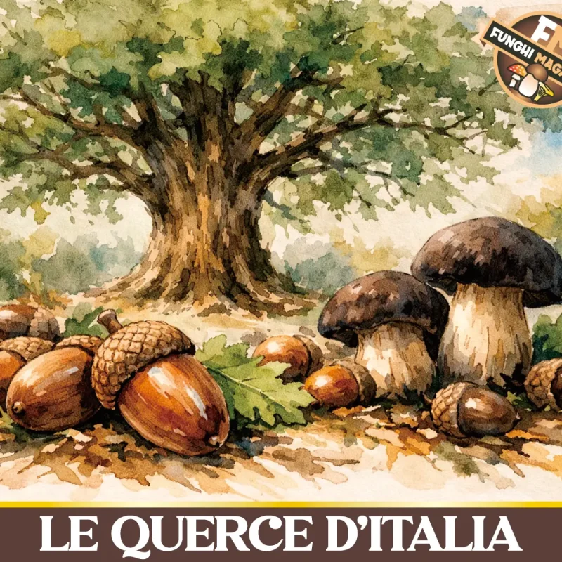 Quercia – Quercus – Le Querce d’Italia, varietà e diffusione