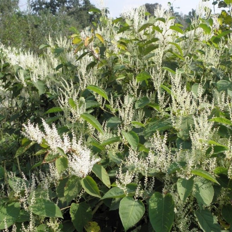 Reynoutria Japonica o Poligono del Giappone – L’alieno che vien dall’Asia