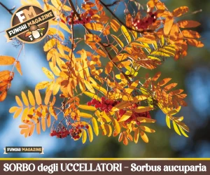 Sorbo degli uccellatori-Sorbus aucuparia-2026