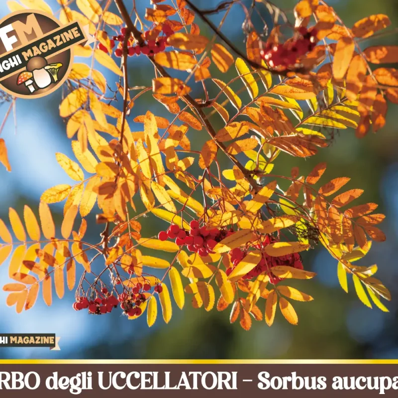 Sorbo degli uccellatori – Sorbus aucuparia, tra leggenda e realtà