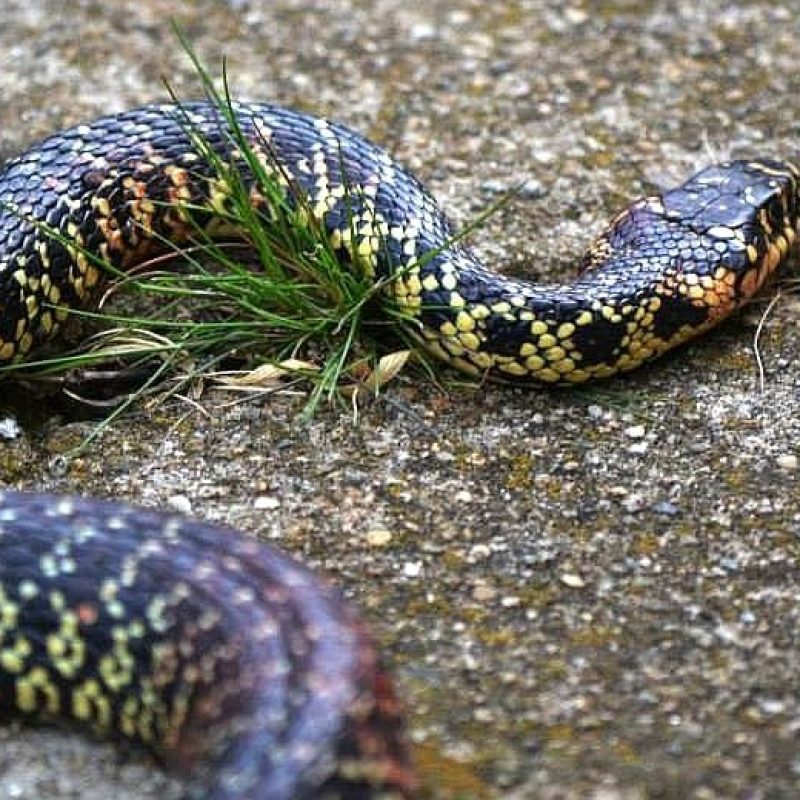 Il Biacco – Hierophis viridiflavus e Hierophis carbonarius