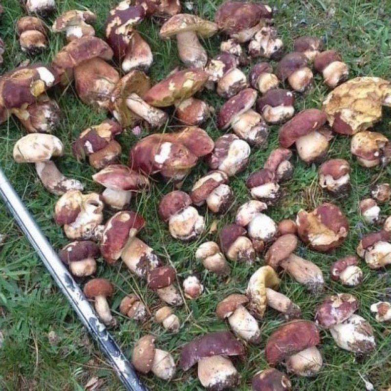 Aggiornamento funghi 25 Giugno 2020