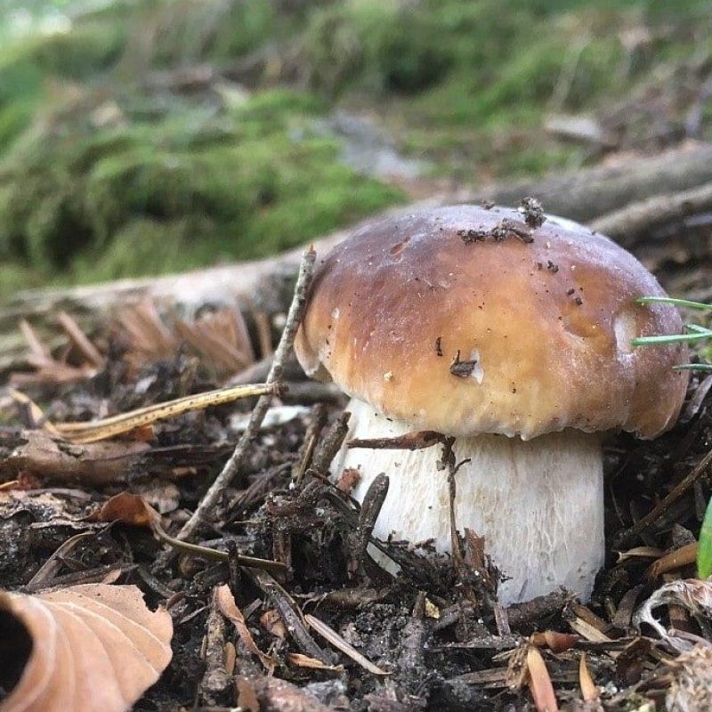 Aggiornamento Meteofunghi 30-07-2020 Funghi Porcini al Centro Nord?