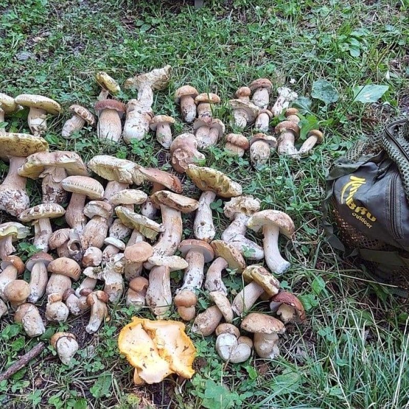 Aggiornamento Meteofunghi 14-08-2020 – Funghi Porcini e caldo africano