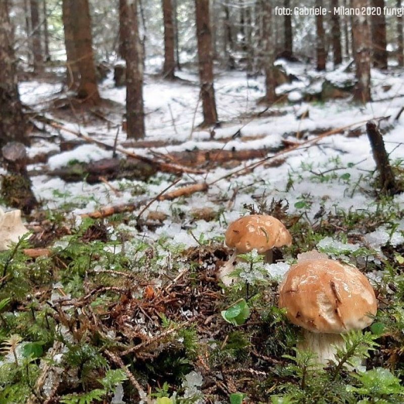 Meteofunghi 28-09-2020 – Funghi Porcini sotto la Neve