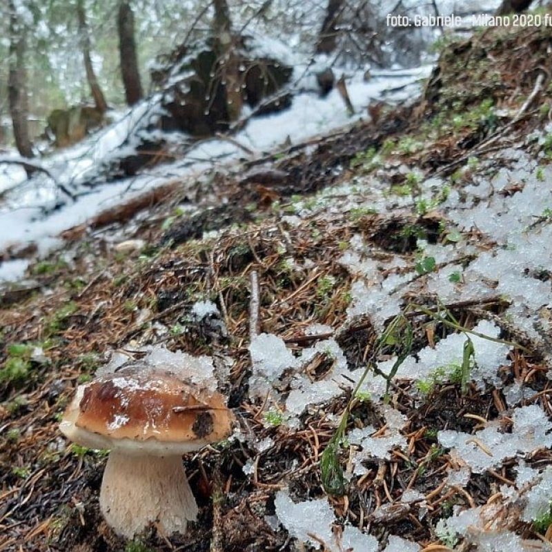 Tanta neve, tanti funghi Porcini?