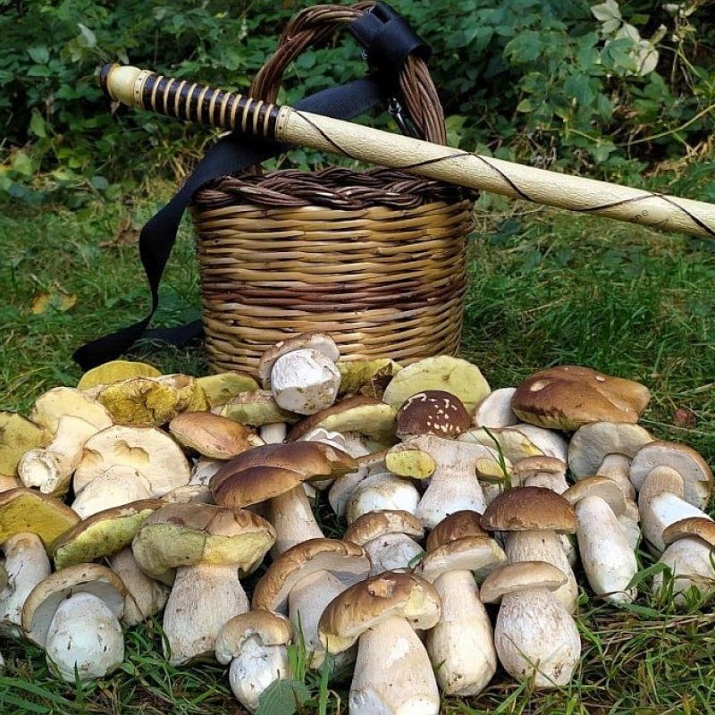 Meteofunghi 21-09-2020 Dove sono nati, nascono o nasceranno i funghi Porcini