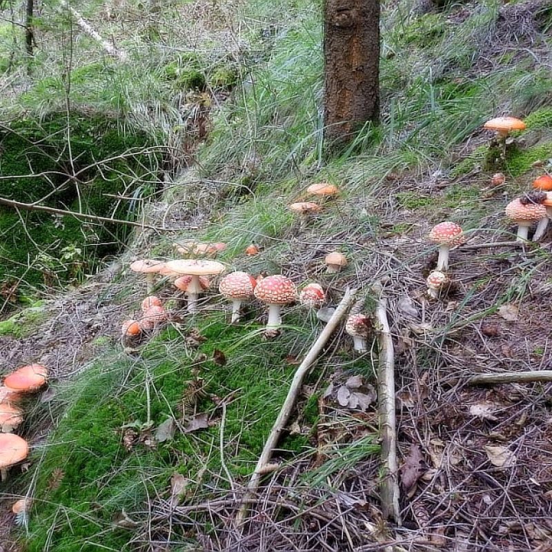 Meteofunghi 30-10-2020 – Tra sporcizia e distruzione gli ultimi funghi Porcini