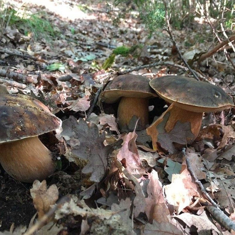 Meteofunghi 15-10-2020 Nasceranno ancora i funghi Porcini?