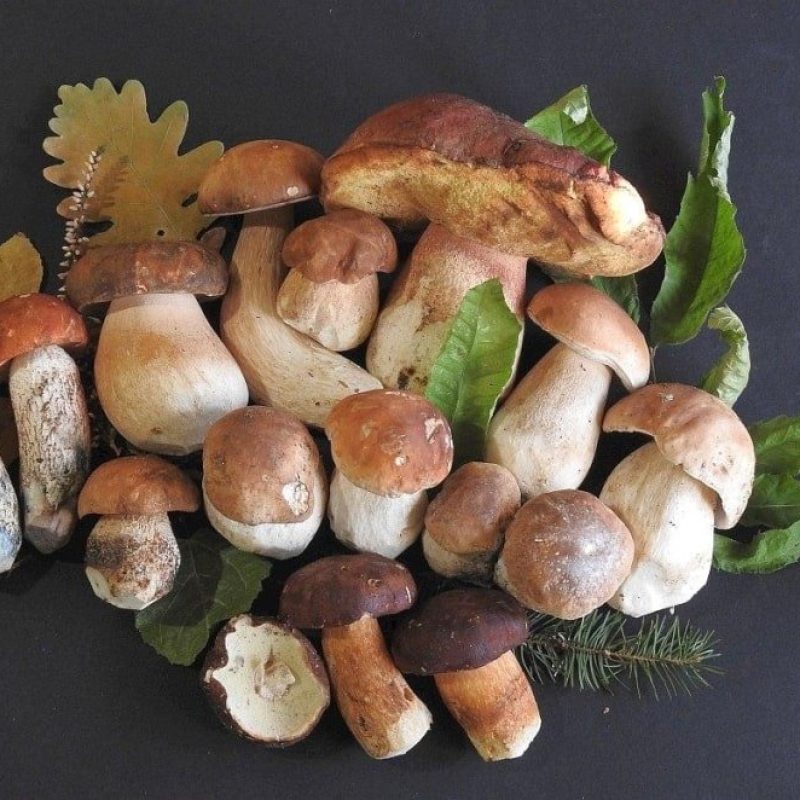 Meteofunghi 23-10-2020 Funghi Porcini? Cercali dove non te li aspetti