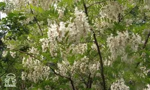 Robinia pseudoacacia