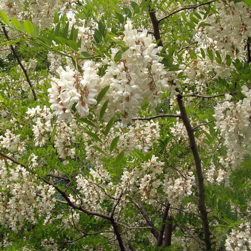 Robinia pseudoacacia l’albero scaccia funghi