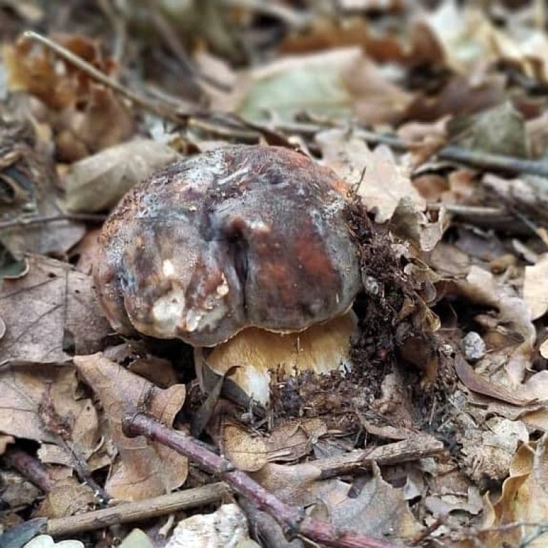 Meteofunghi 11-11-2020 Funghi Porcini? Ecco dove cercarli a Novembre