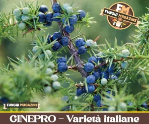 Ginepro comune e variet&agrave; italiane