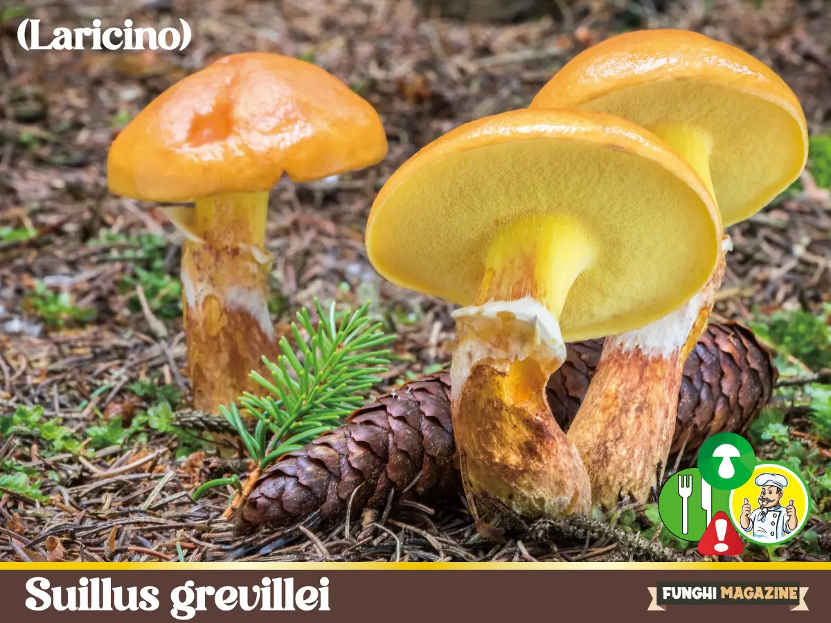 Suillus grevillei