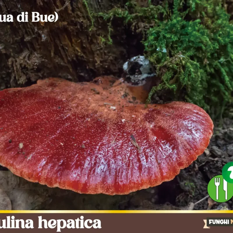 Fistulina hepatica o Lingua di bue