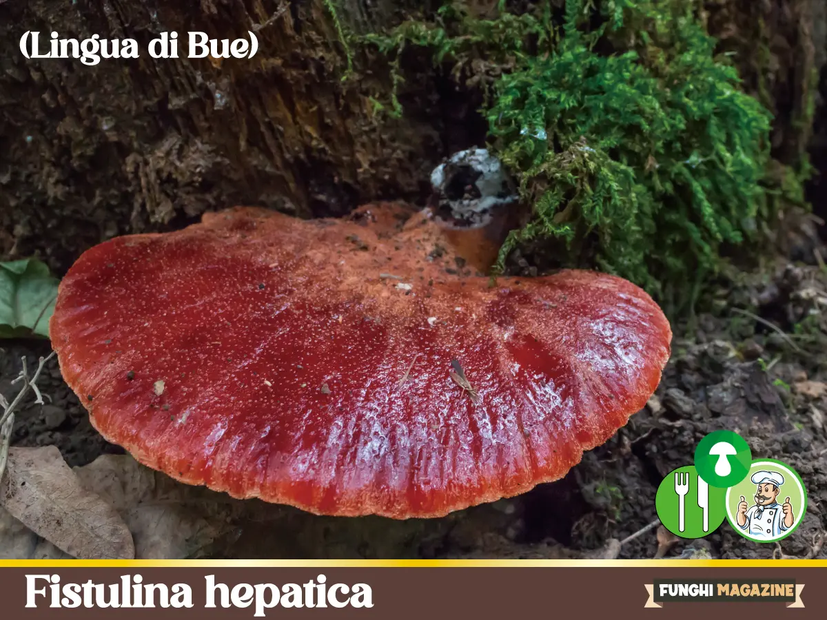 Fistulina hepatica