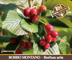 Sorbo Montano, Sorbus aria
