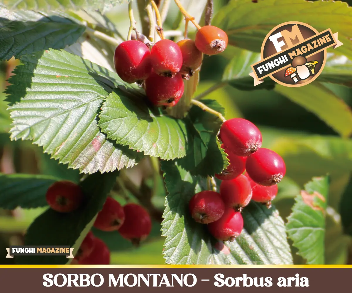 Sorbo Montano, Sorbus aria