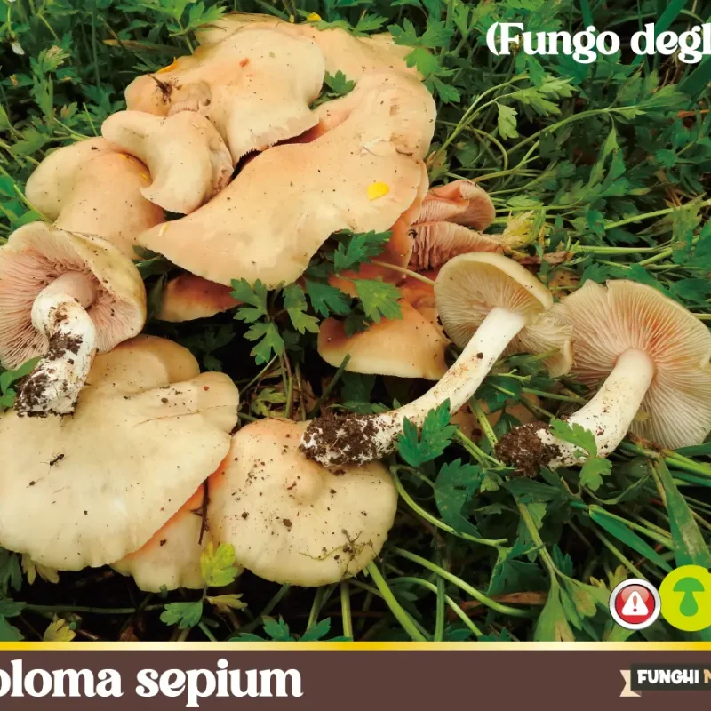 Entoloma sepium – il fungo degli orti