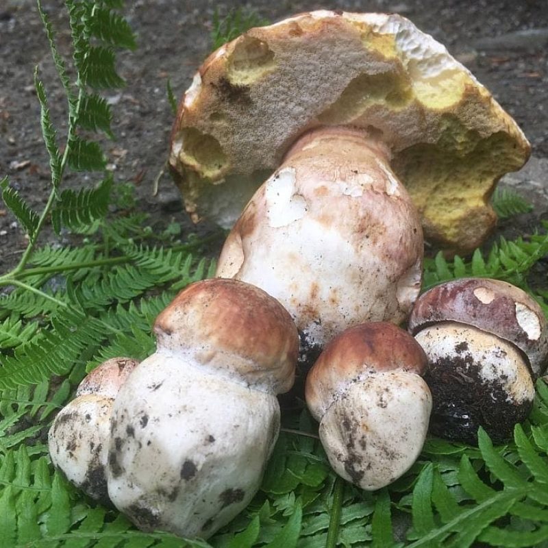 I Funghi di Maggio