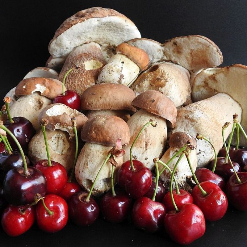 I Funghi di Giugno