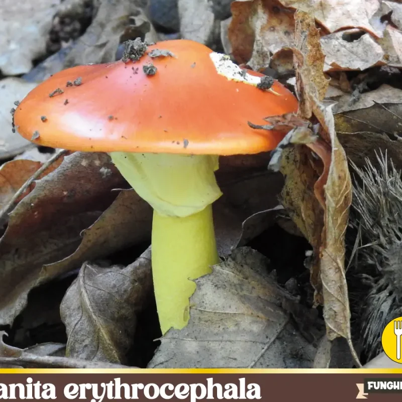 Amanita erythrocephala – Nuove specie fungine