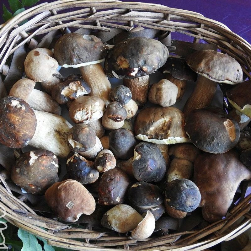 Funghi Porcini. E’ il turno del Centro Italia