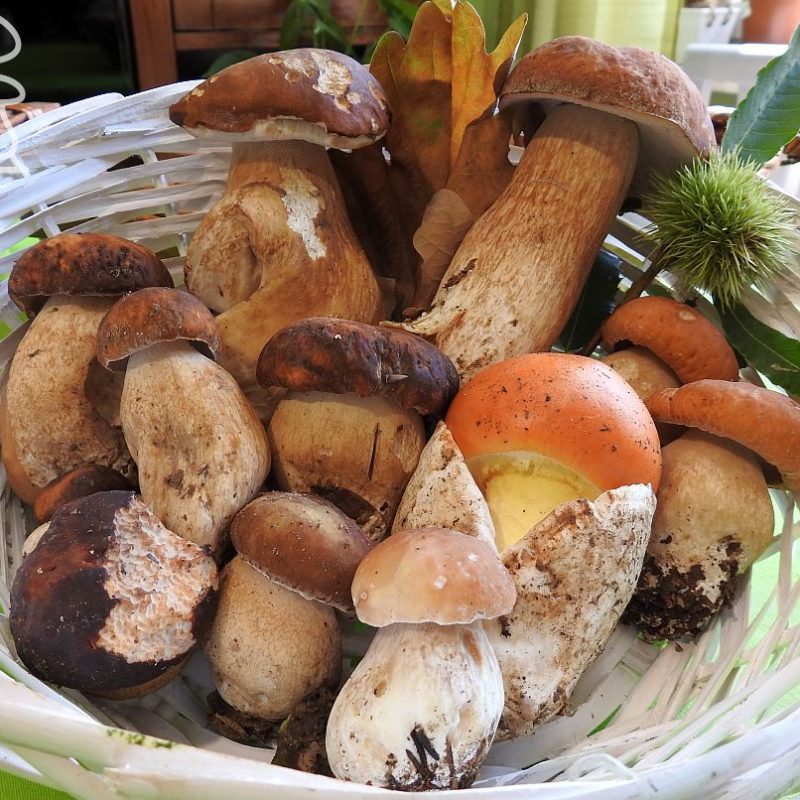 I funghi di Settembre – Porcini & company